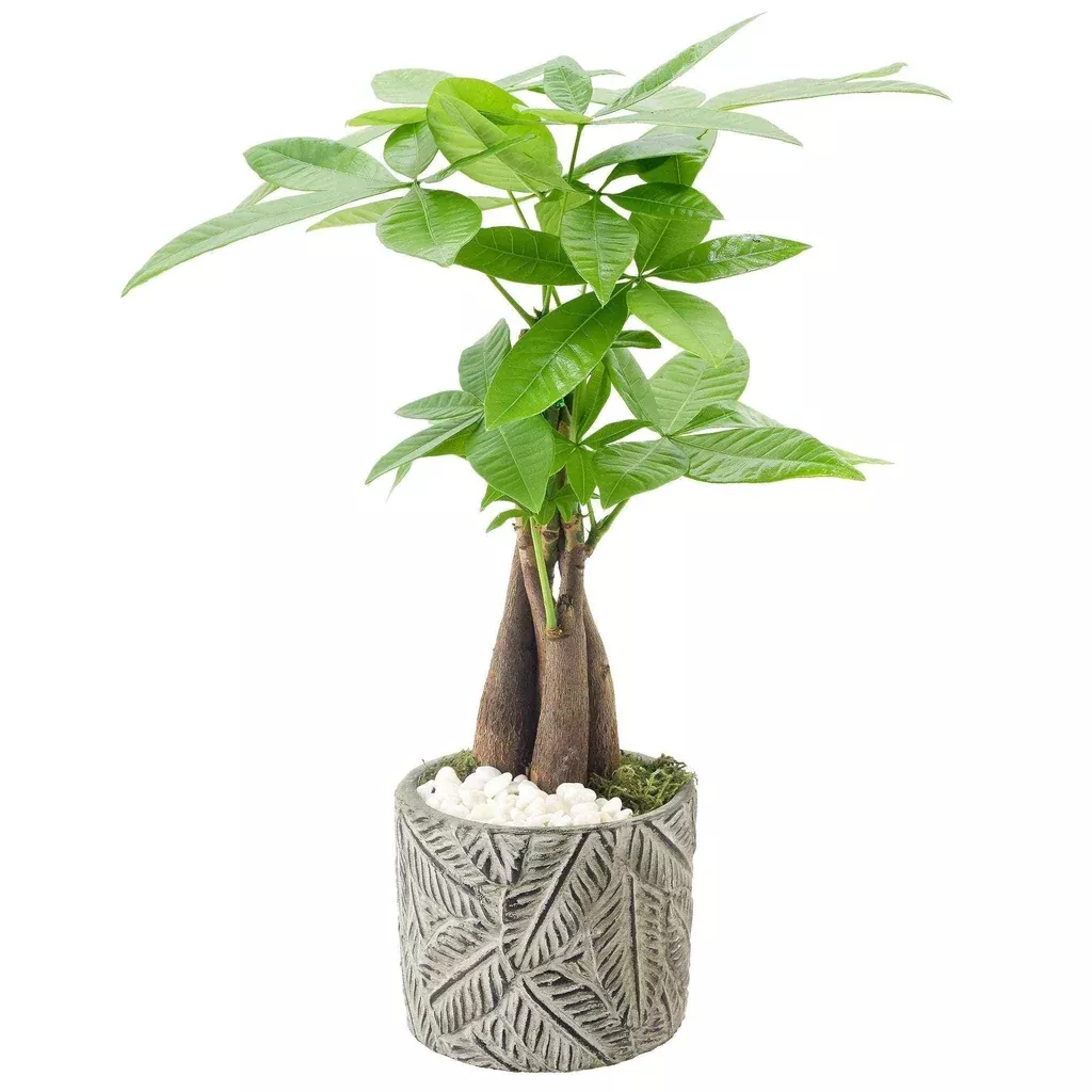 Bonsai Live Indoor Plant in 7 in. Pot