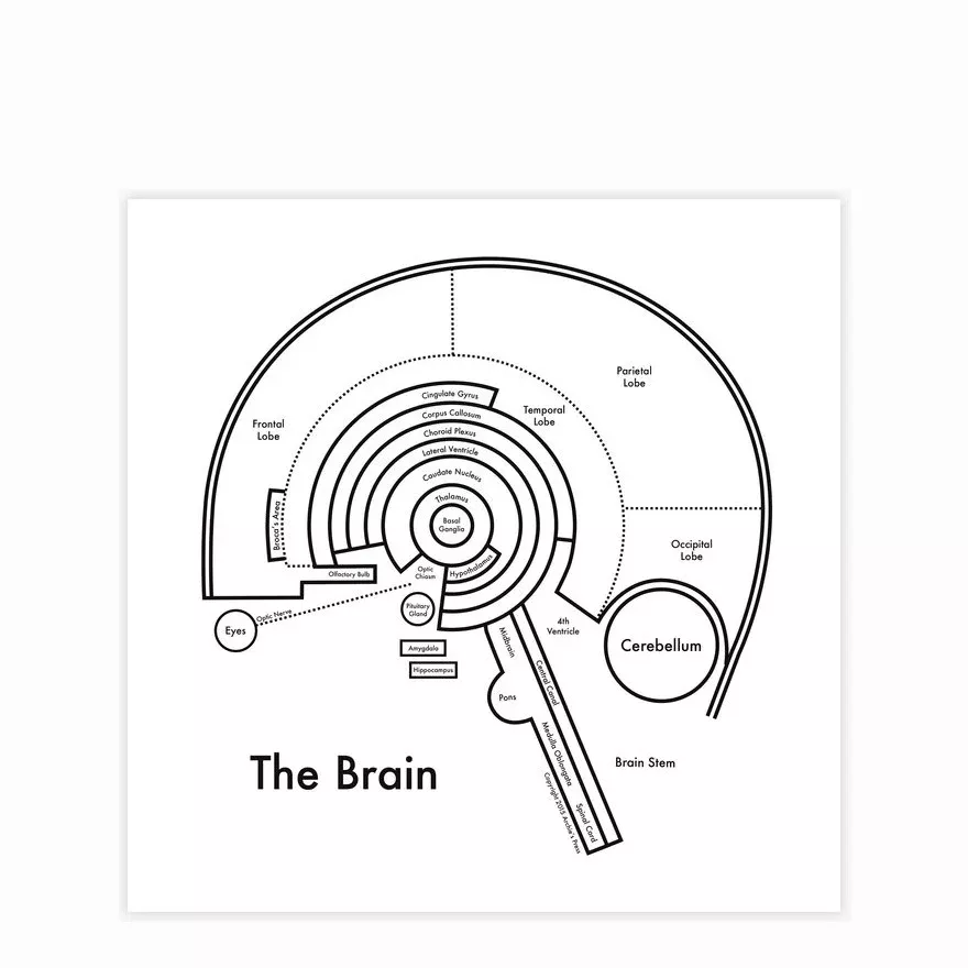 The Brain Map by Archie's Press