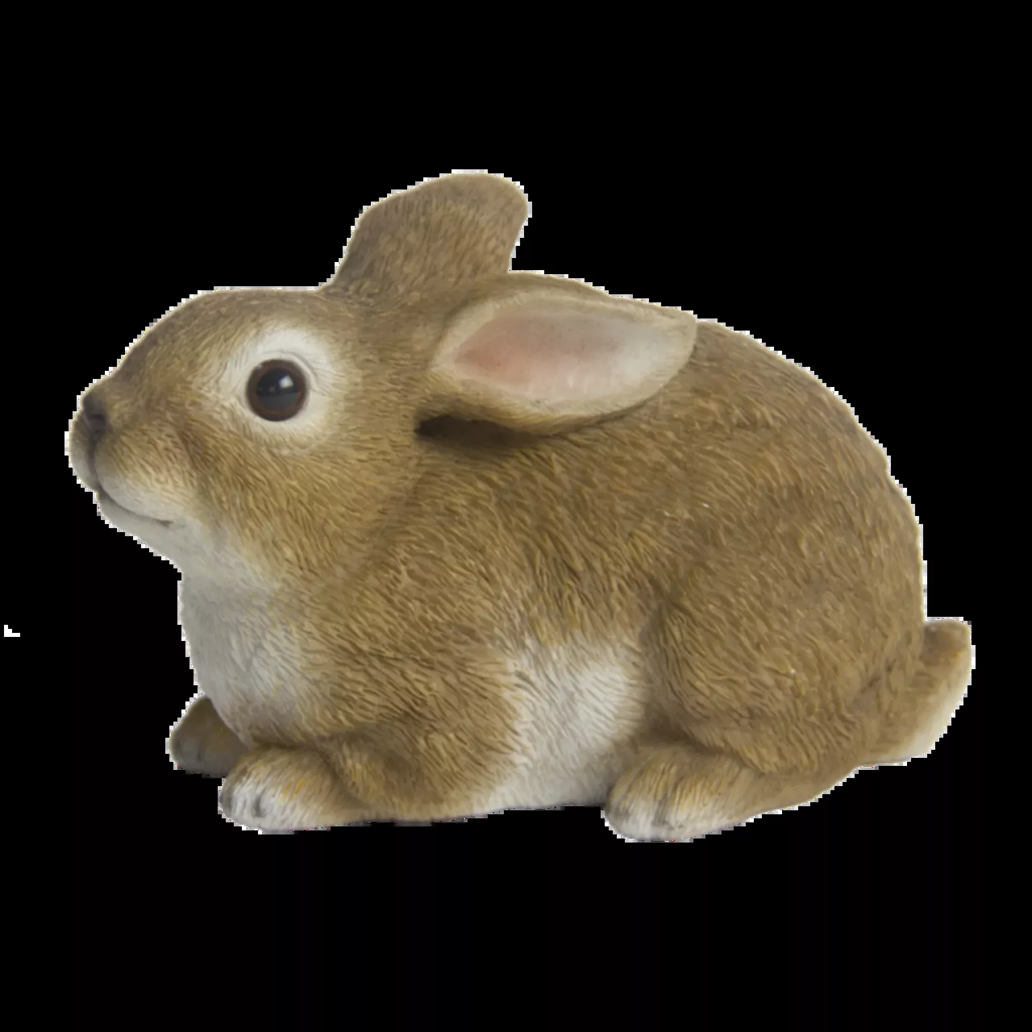 Curious Rabbit