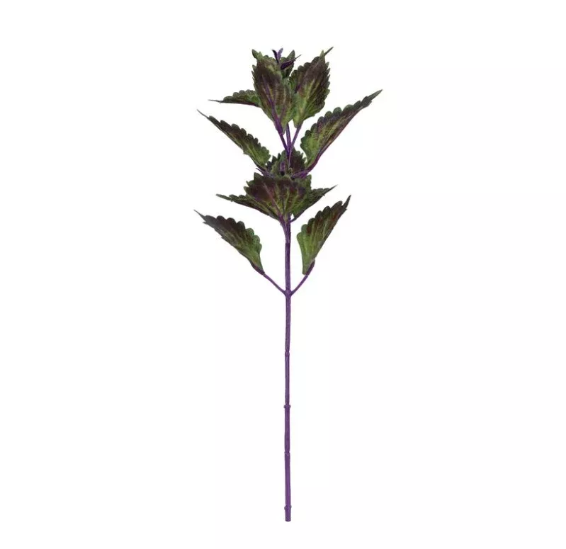 Dark Purple Coleus Pick