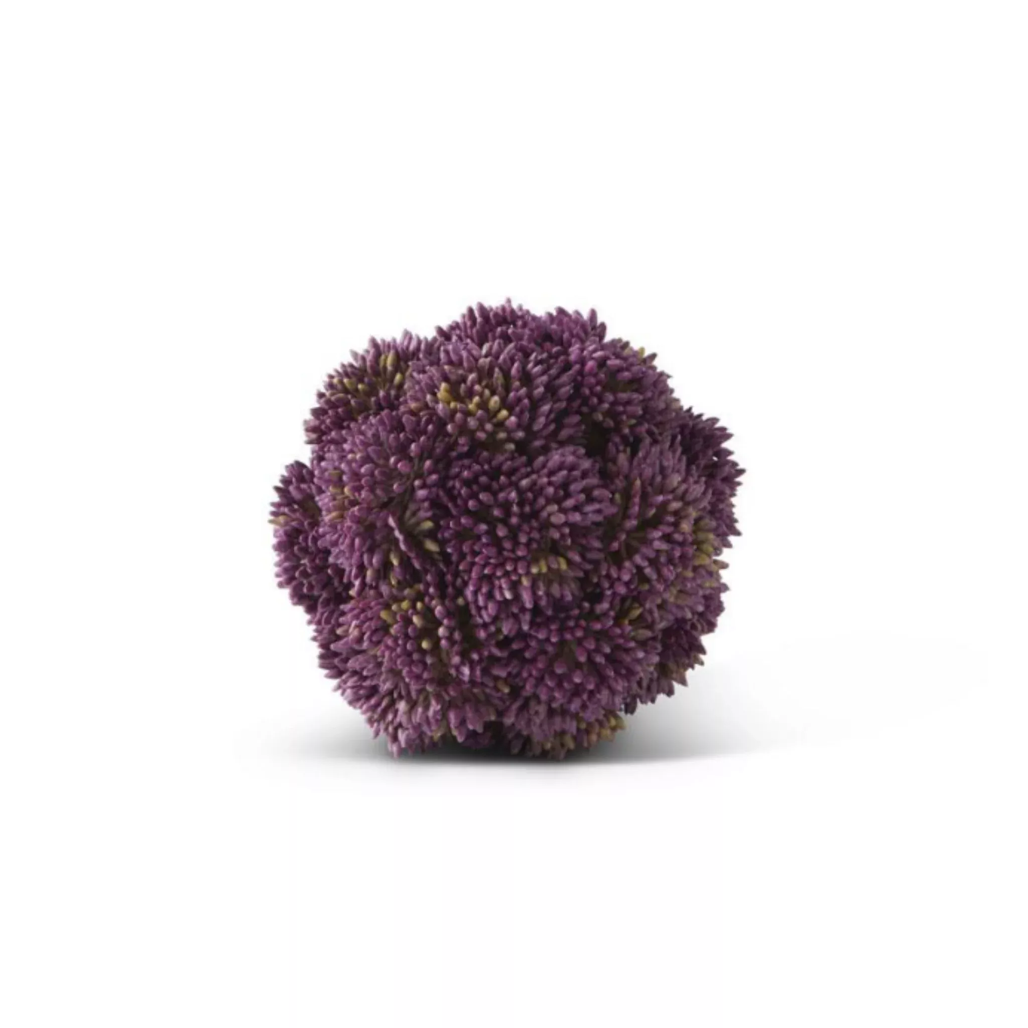 Dark Purple Sedum Ball