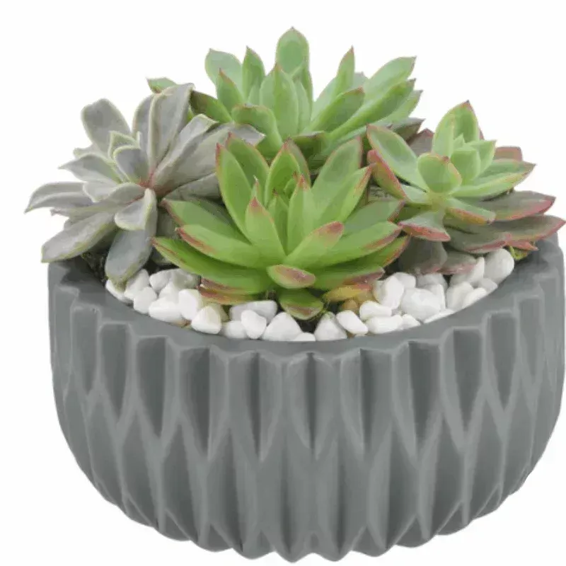 Echeveria Succulent Garden