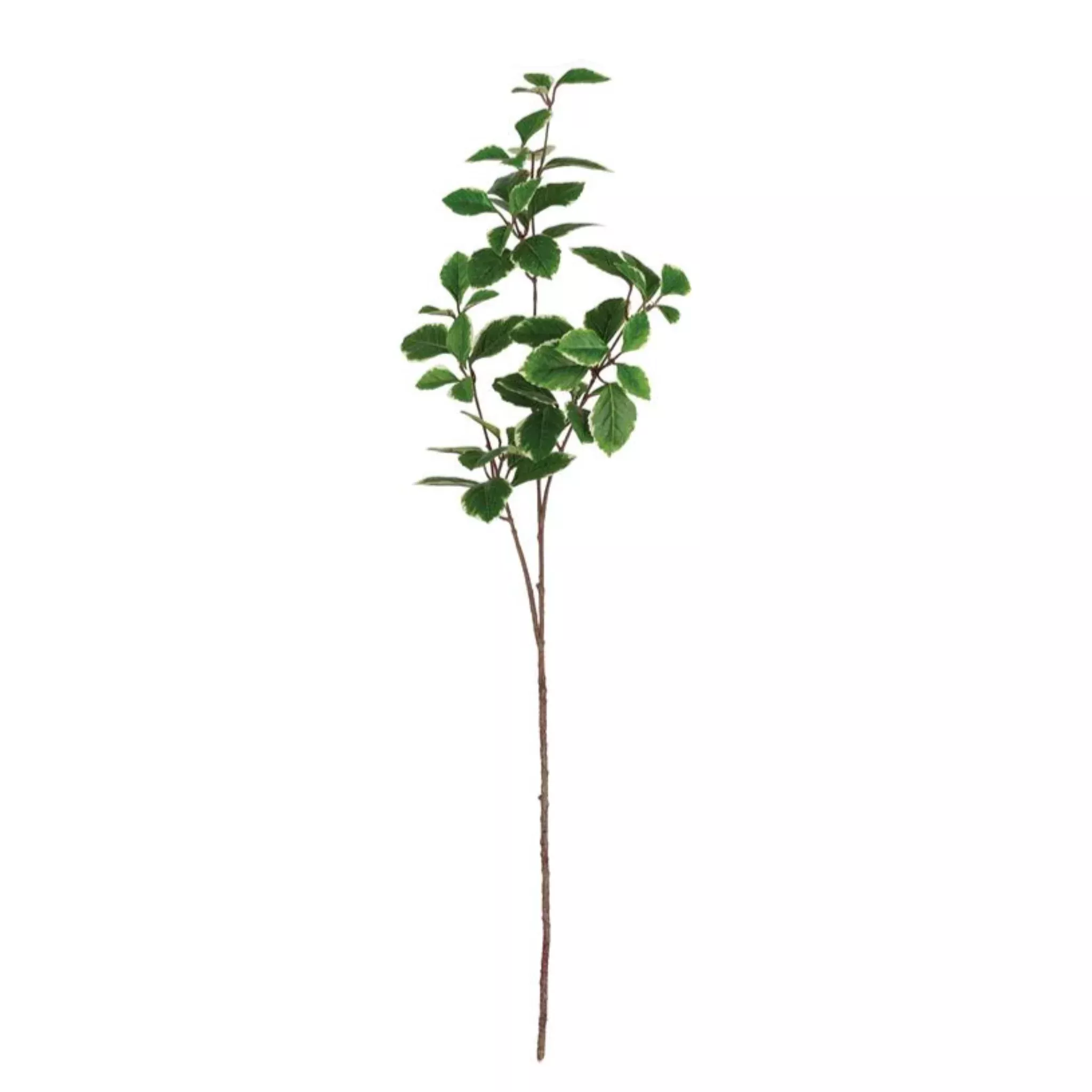 Euonymus Leaves Spray