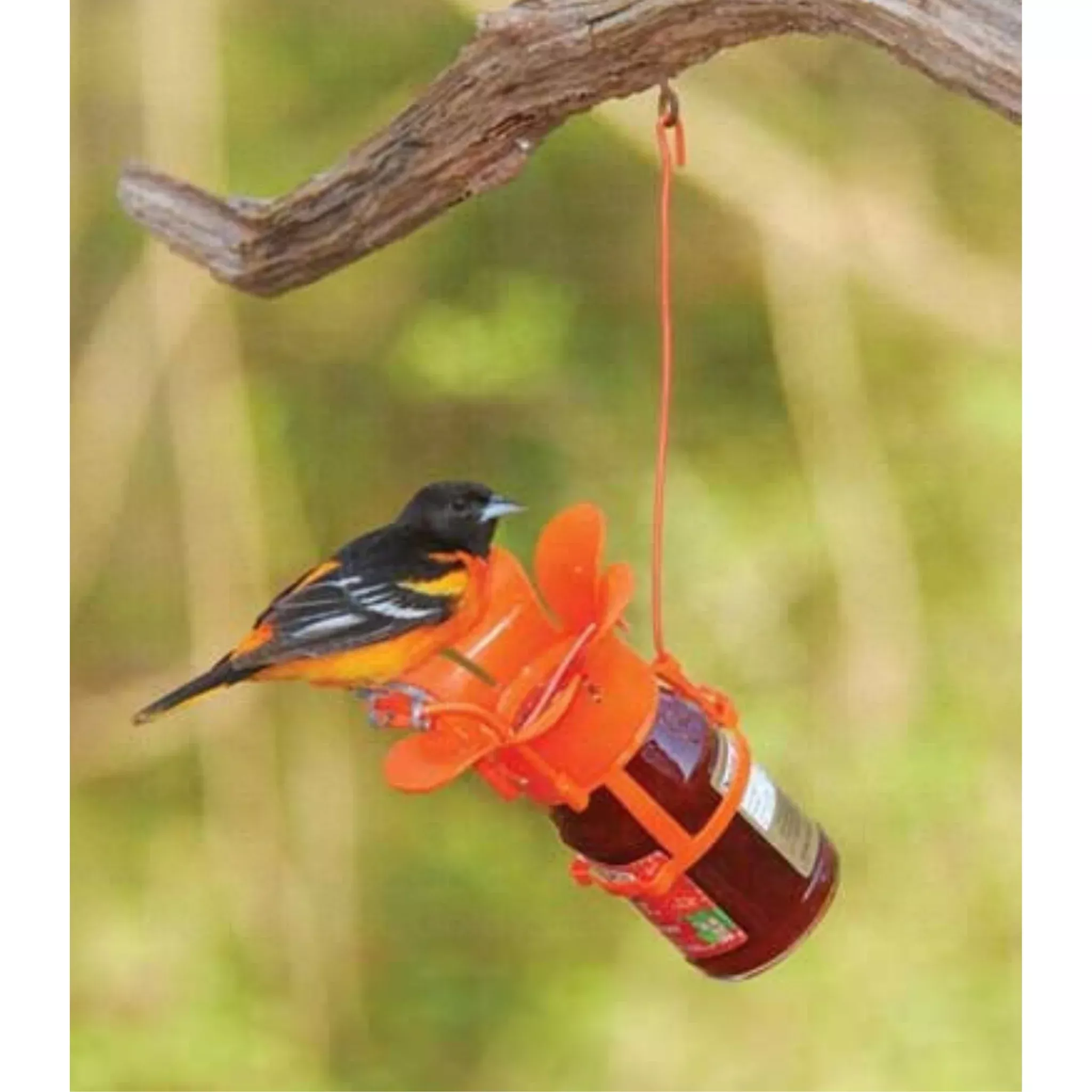 Jelly & Jam Oriole Feeder