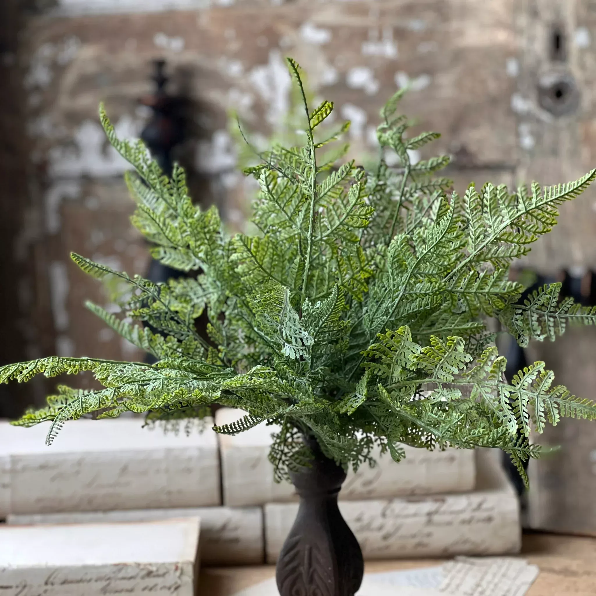Lace Fern Bush