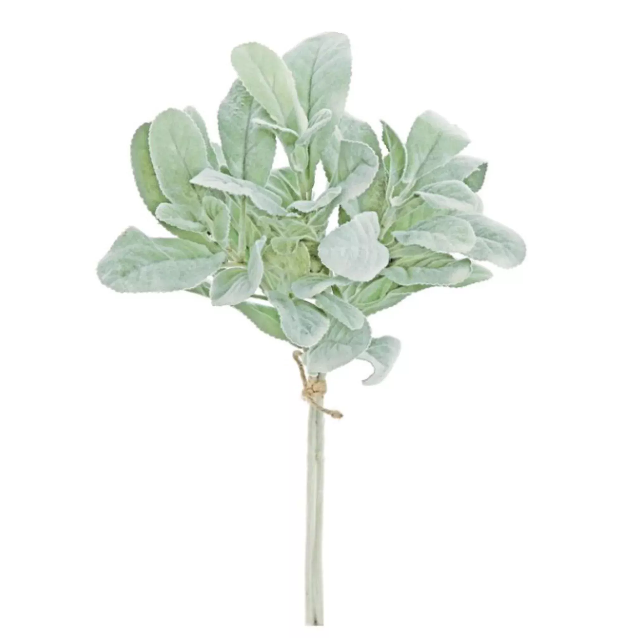 Lamb's Ear Bundle