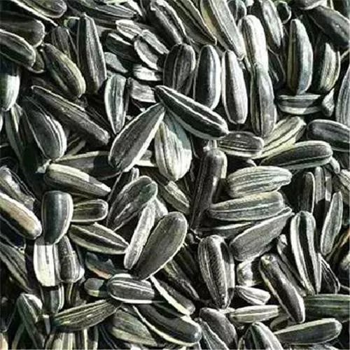 Seeds Sunflower Seeds R/S- 25Lb