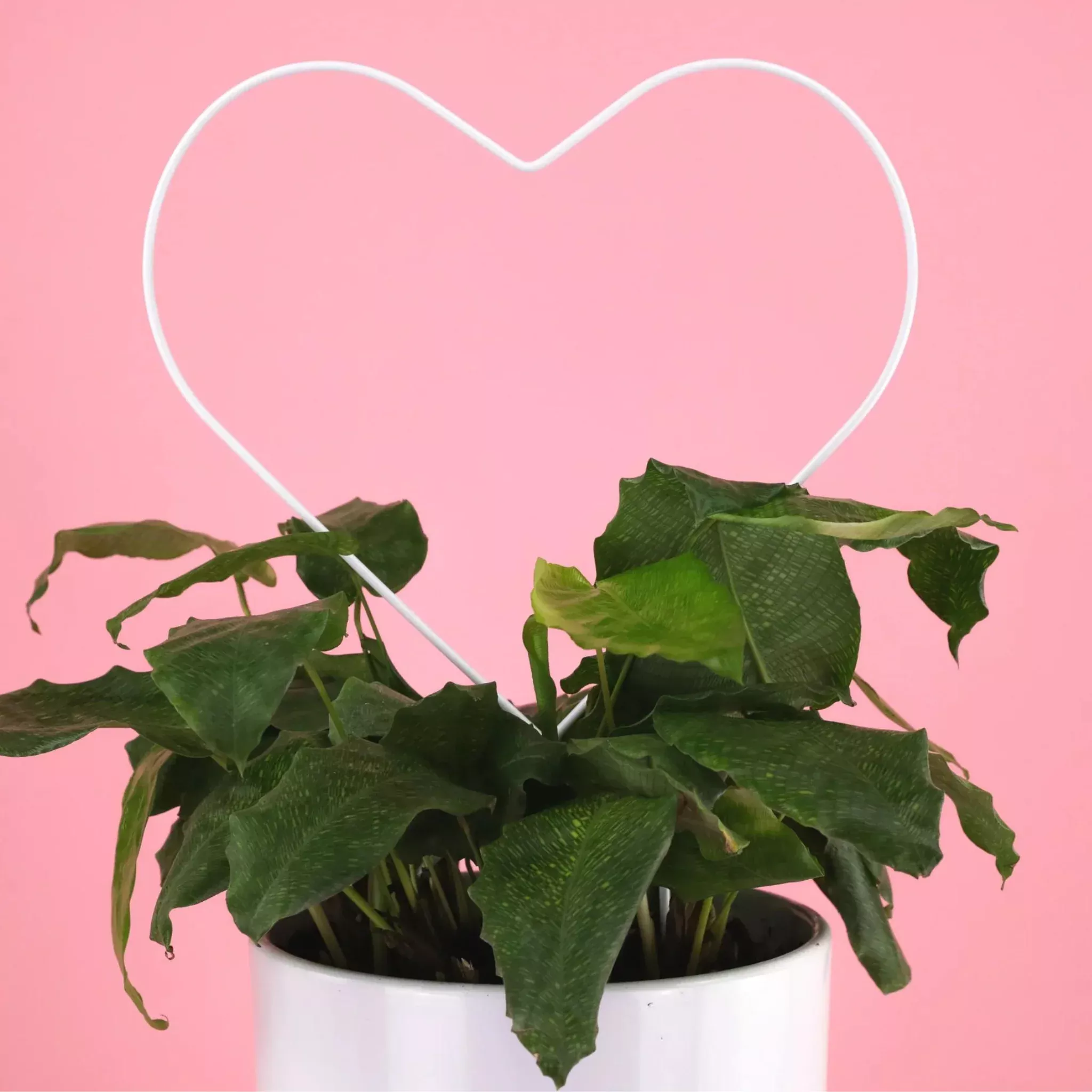 White Heart Metal Trellis
